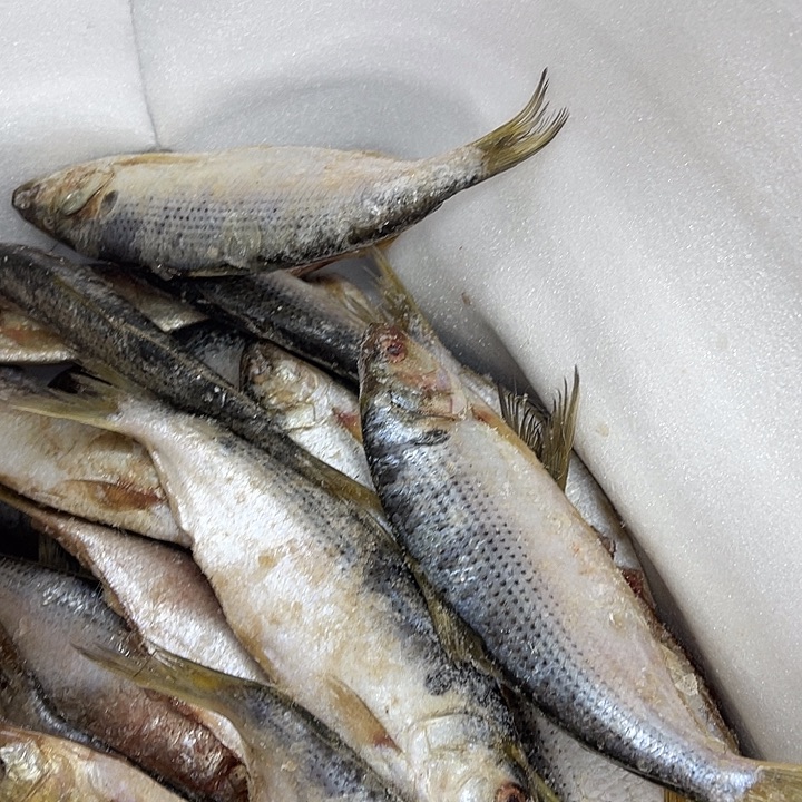 新鲜海捕大雌鱼，6.66斤，专拍