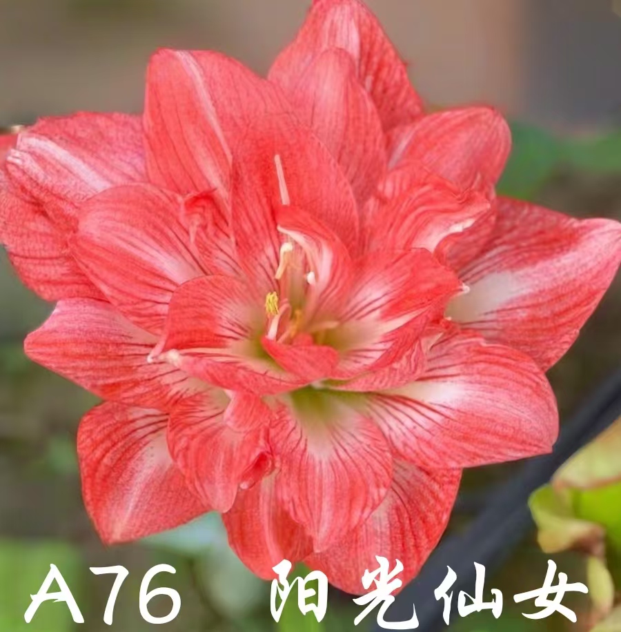 朱顶红阳光仙女 图片实拍，直径5-6厘米