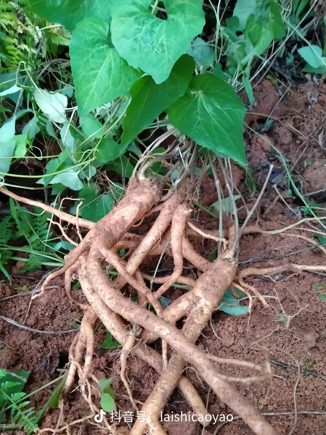 云南山里党S鲜货野生整个山货250g-500g