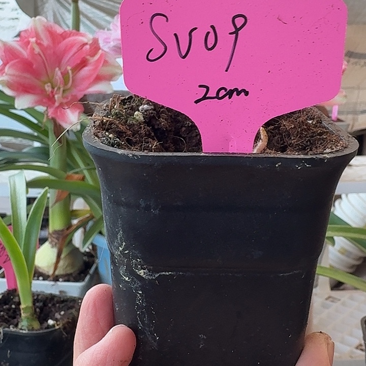 无花朵sv09朱顶红直径2cm