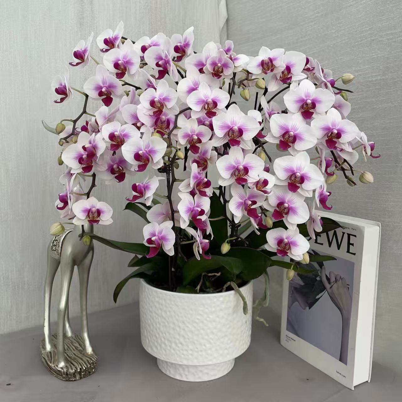《小婚纱》精品蝴蝶兰 轻奢高级 室内花花