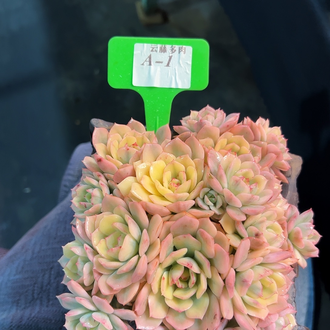 艾格尼斯玫瑰锦捧花