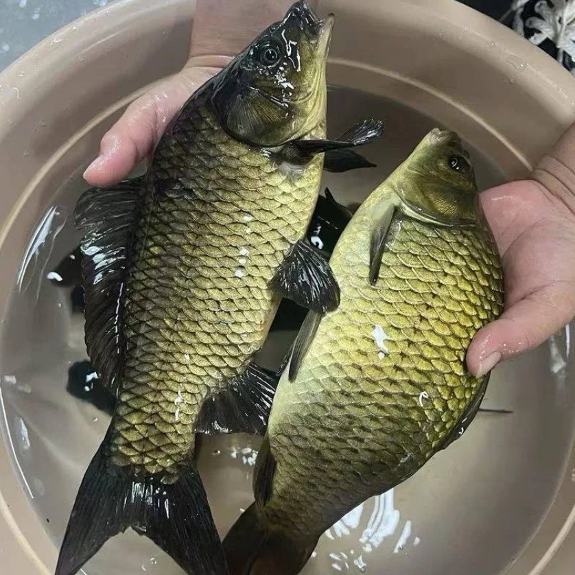 【顺丰空运】东北冷水黄金鲫鱼一斤一条（全国保鲜发货）