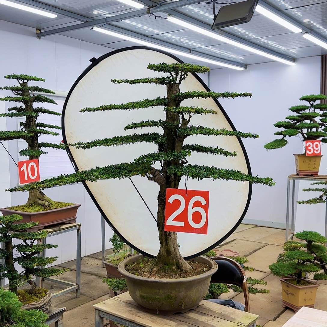 盆景直播间一物一拍