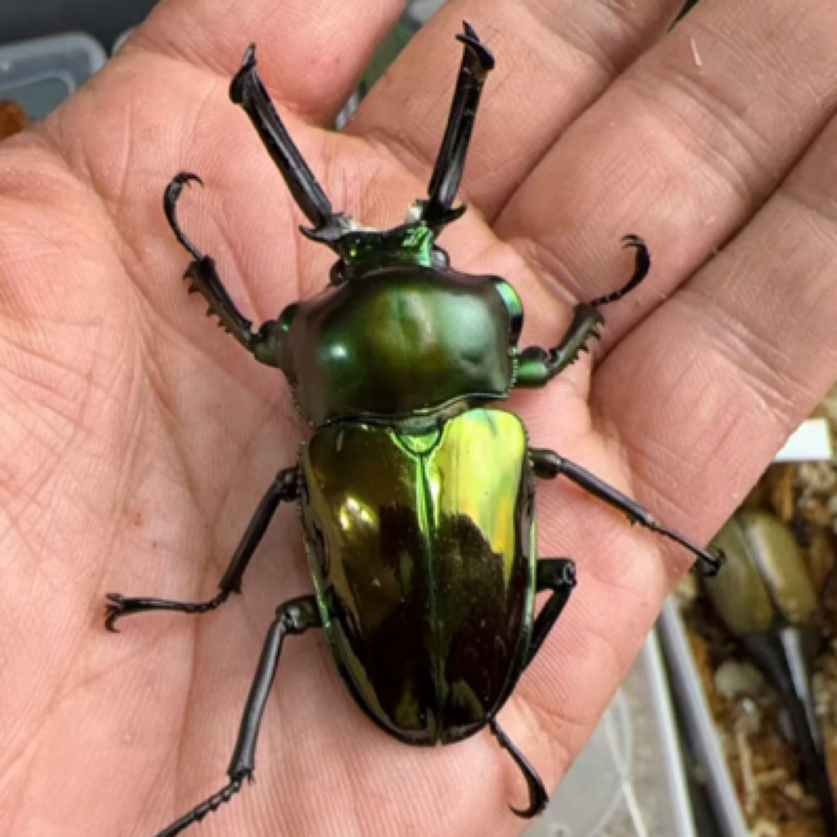 彩虹锹甲 成虫活体（5号）61.7mm