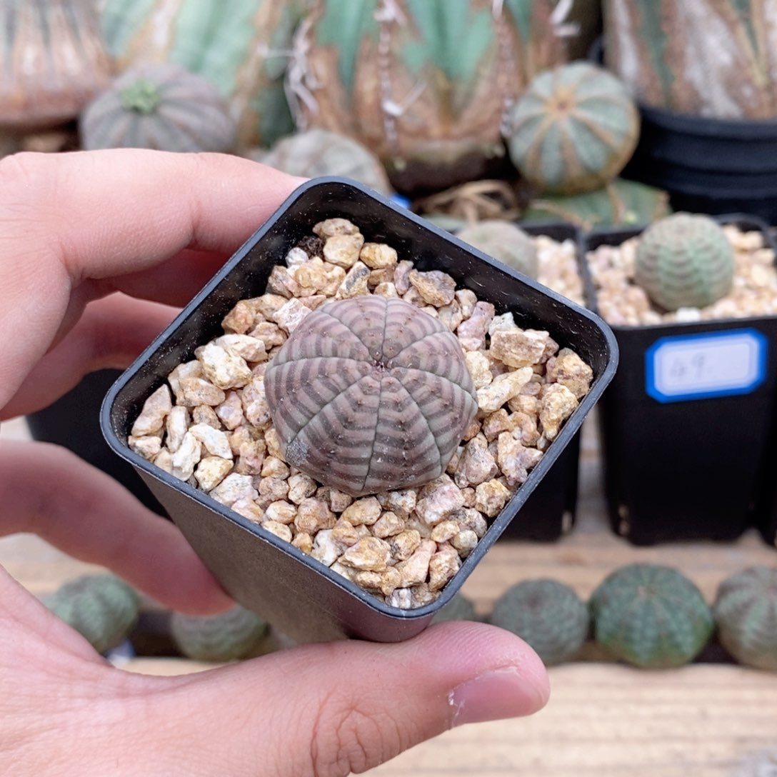 欧系实生布纹球多肉植物