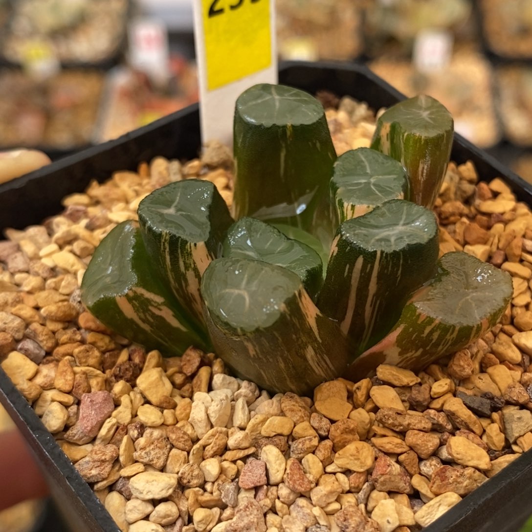 259白妙万象多肉植物