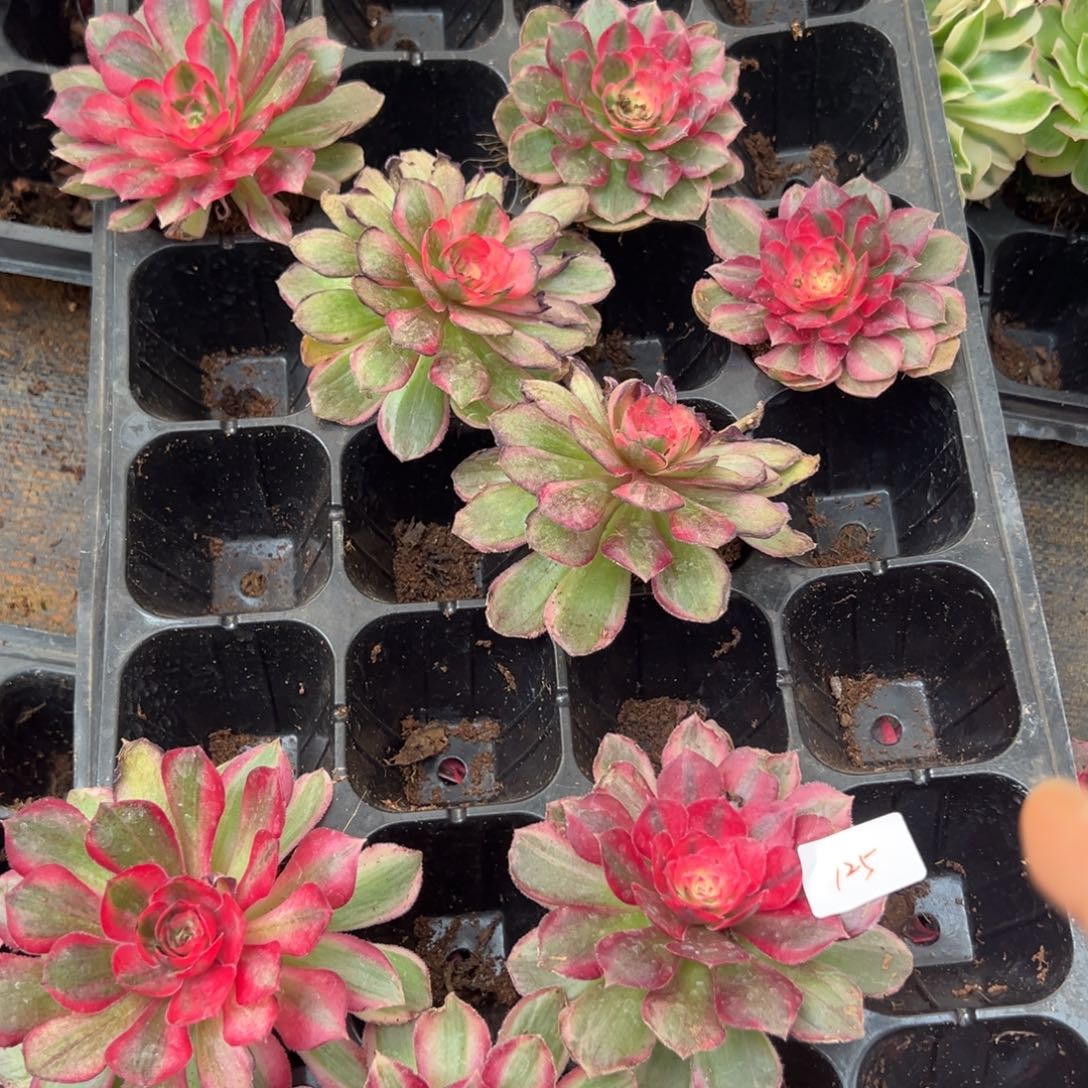 125一盘多肉嘻嘻嘻