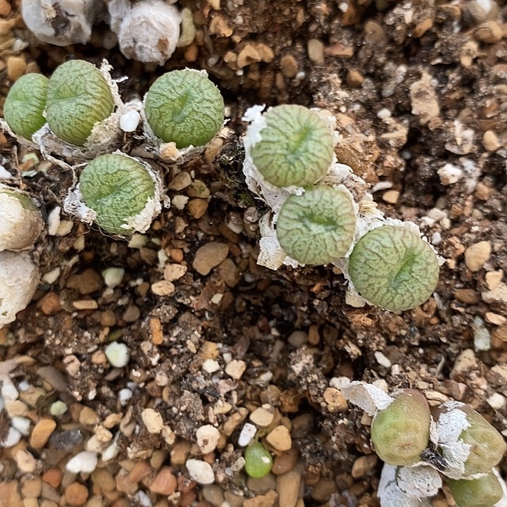 3头以上铜壶一群。       