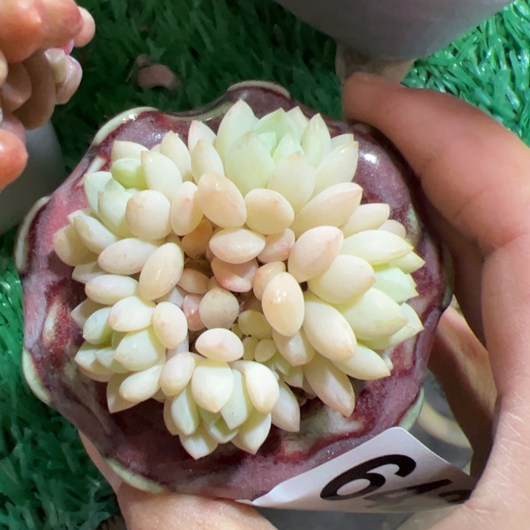 642 满38包邮一物一拍