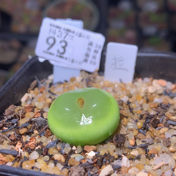 精品生石花37.93