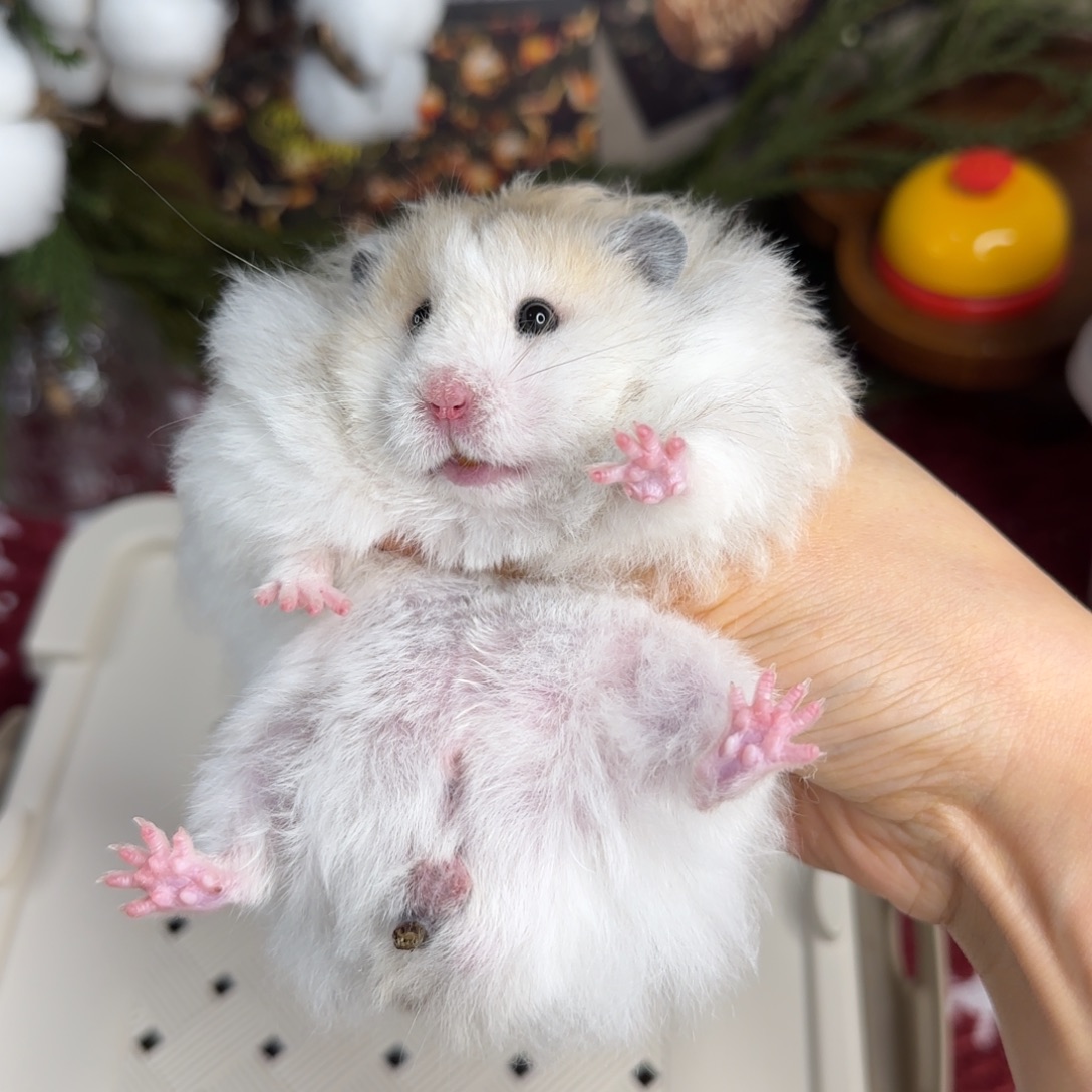 火波弟弟8.26生日