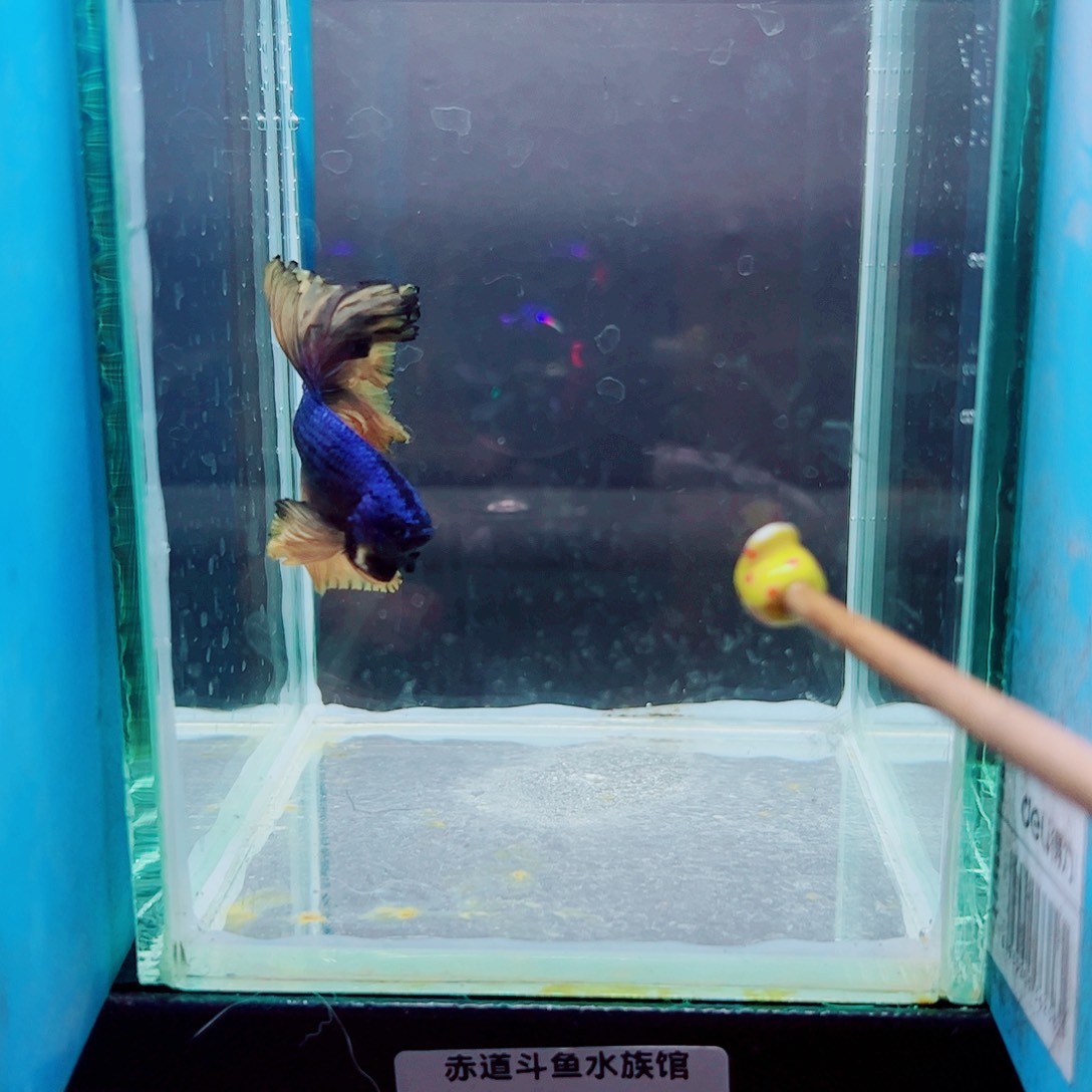 L***.斗鱼赤道斗鱼水族馆