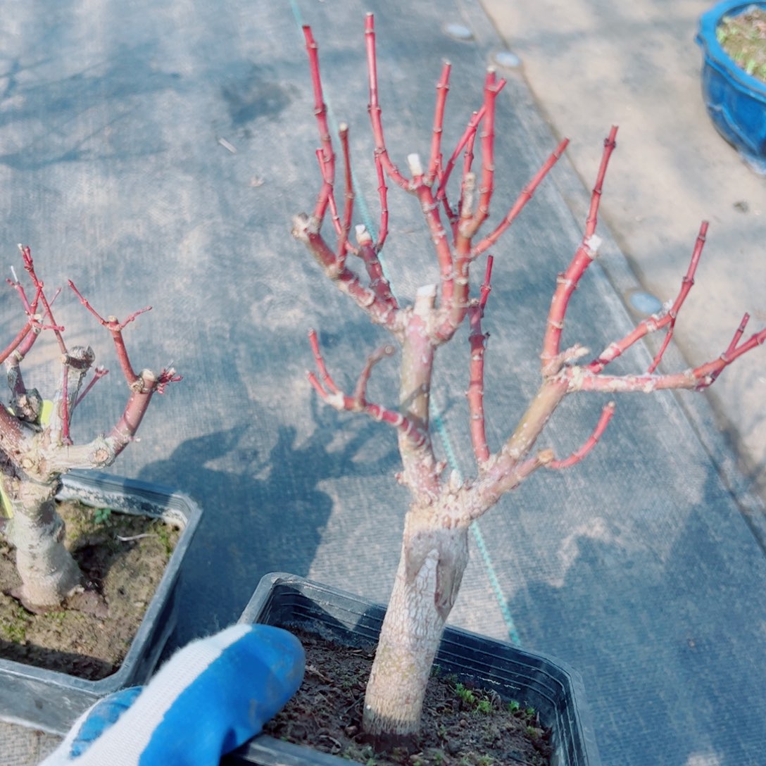 贵*枫树枫树枫树枫树