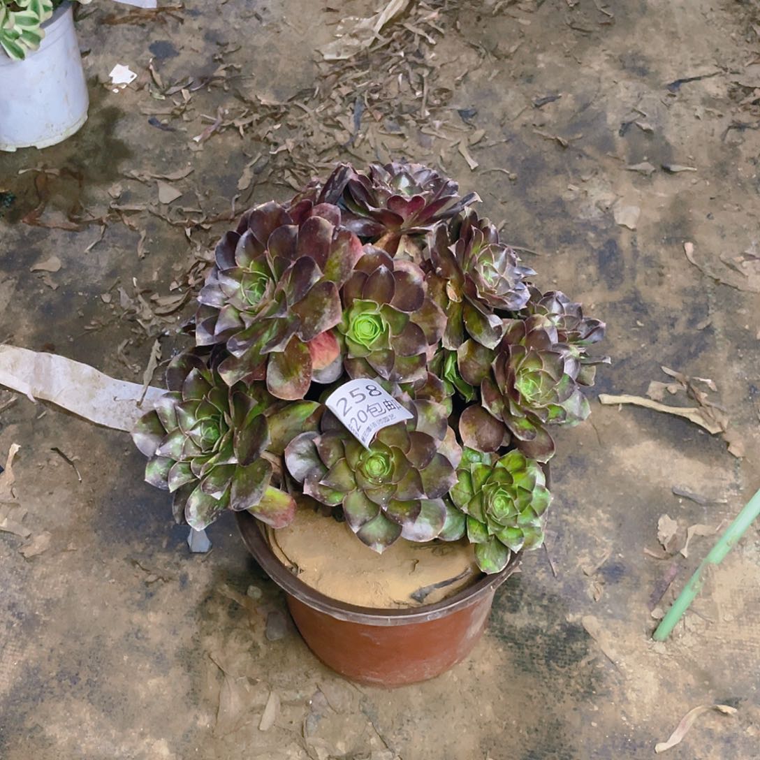 258魅金玫瑰掐心多肉