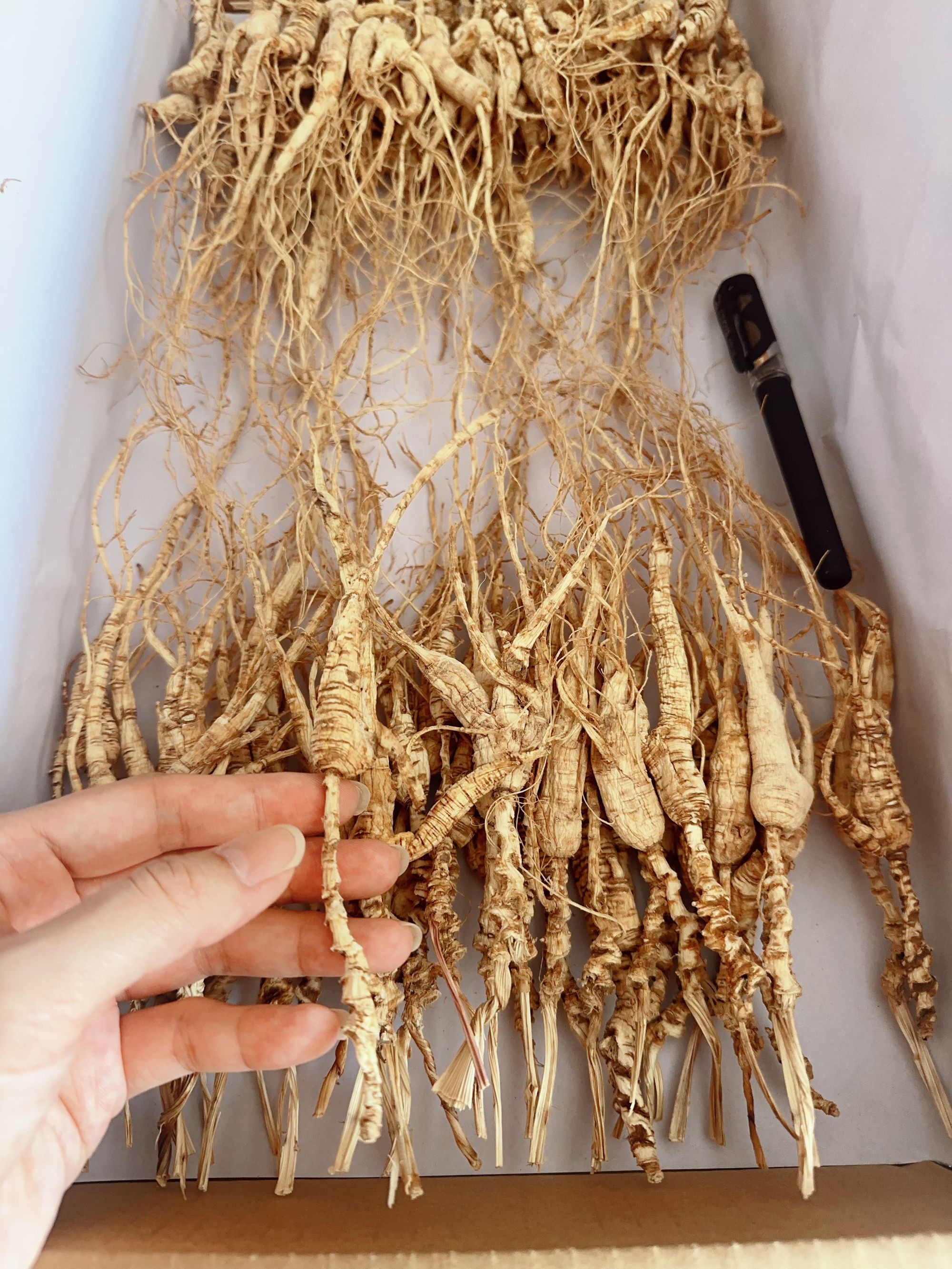 长白山林下参 圆满直播间改价链接  生晒参 代打粉 