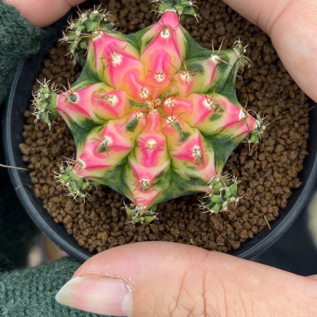 H87好彩侧芽，带盆土发货