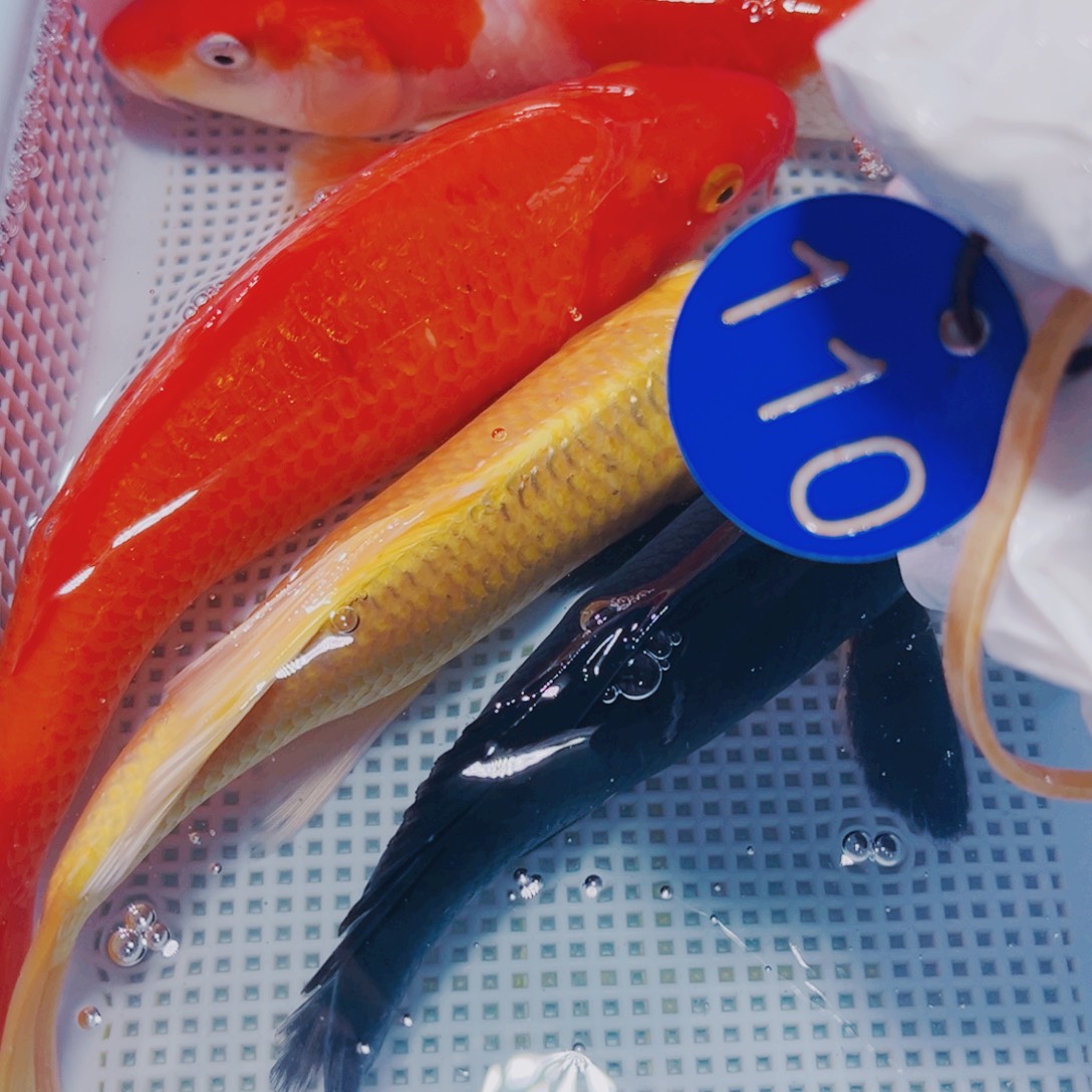 锦鲤锦鲤观赏鱼冷水110