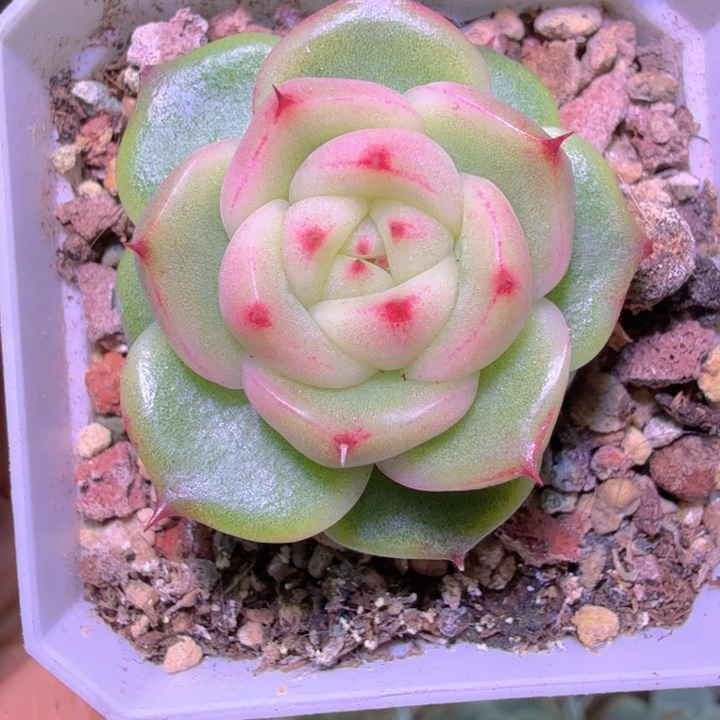 玉玲珑多肉植物单头