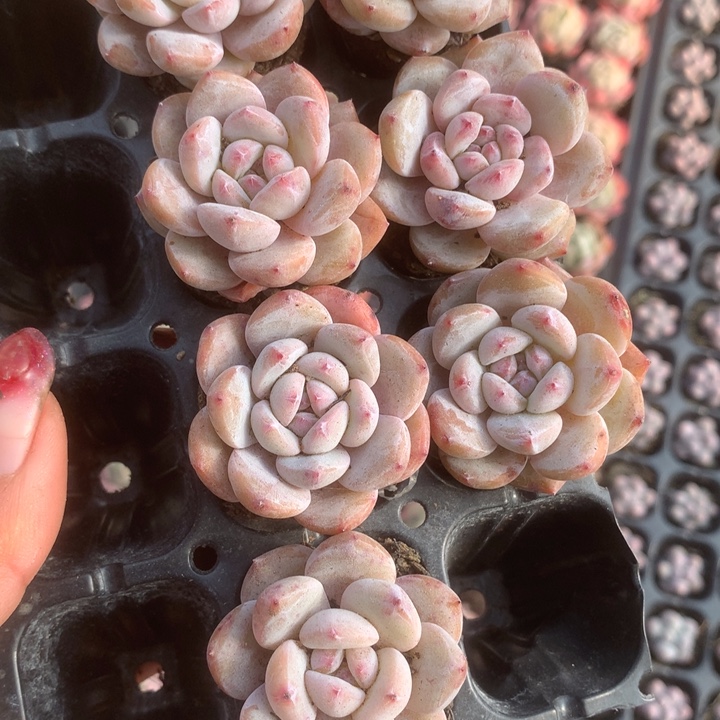 星影 7颗。包邮。多肉