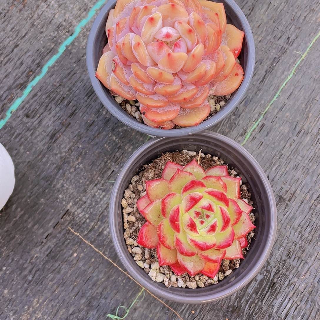 936号 星星橙加夜魔侠