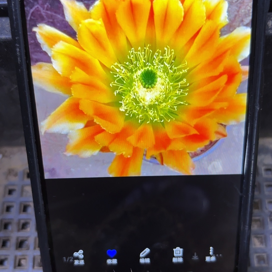 皇冠虾侧牙20包邮仙人球55