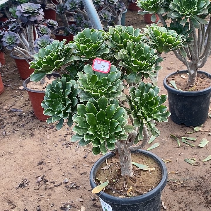 18，绿法师多肉法师有修枝