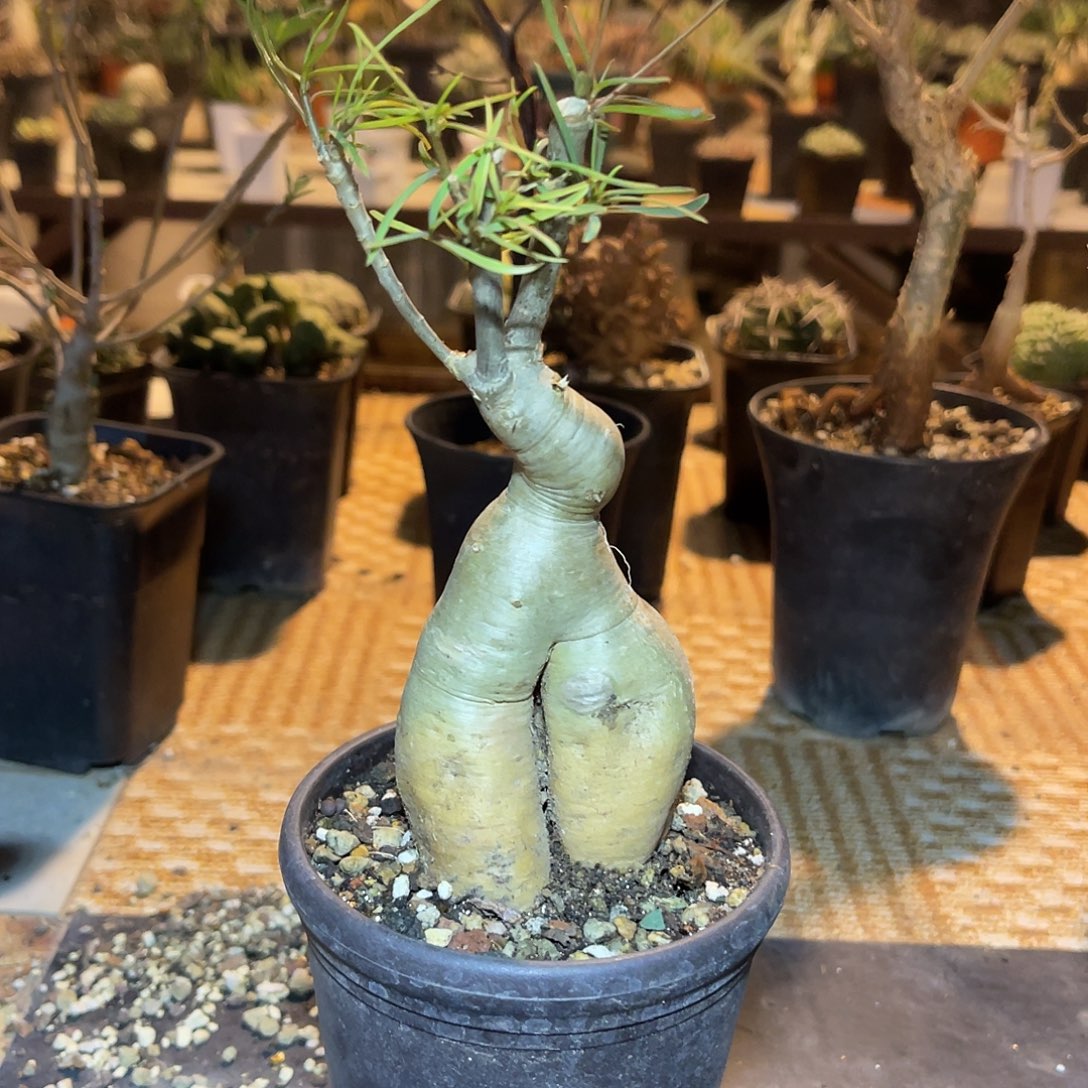 实生柳叶麒麟块根一物一拍