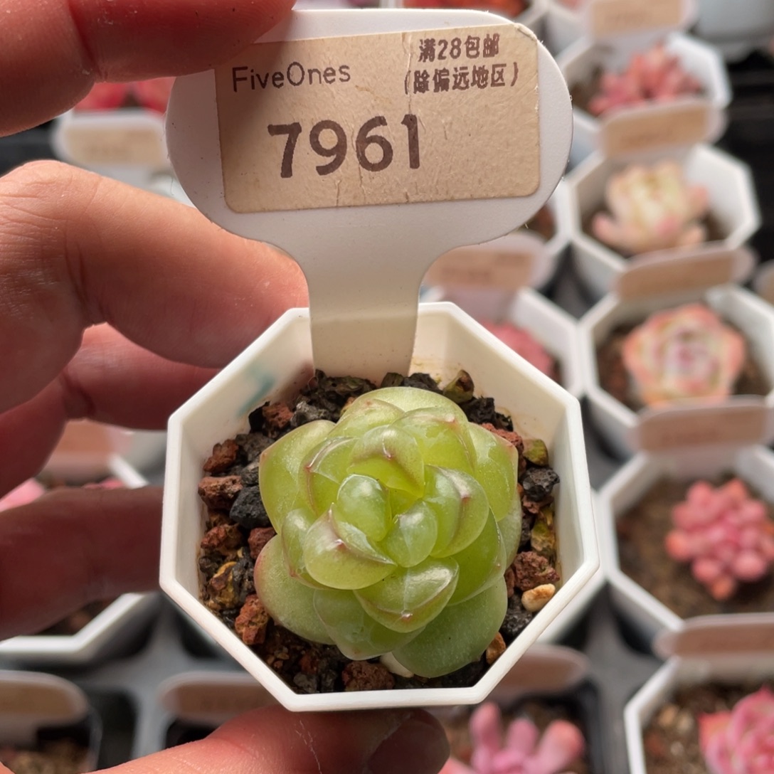 恶魔之泪7961-3.5厘米