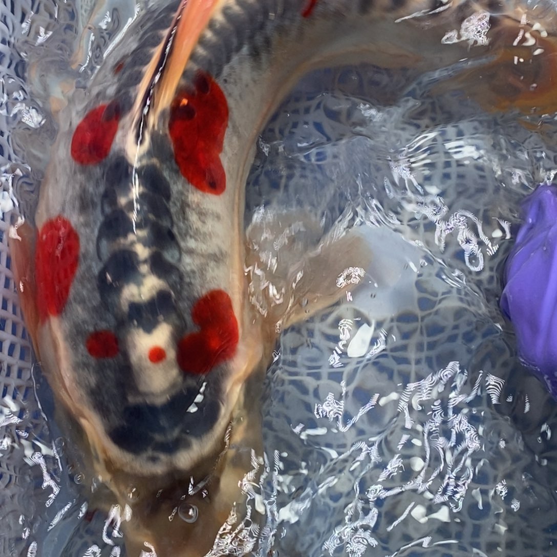 锦鲤冷水锦鲤包邮