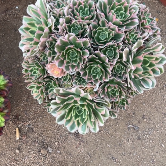 白凤多肉植物花花