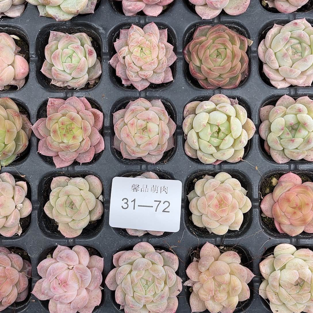 萌****多肉一物一拍31-72