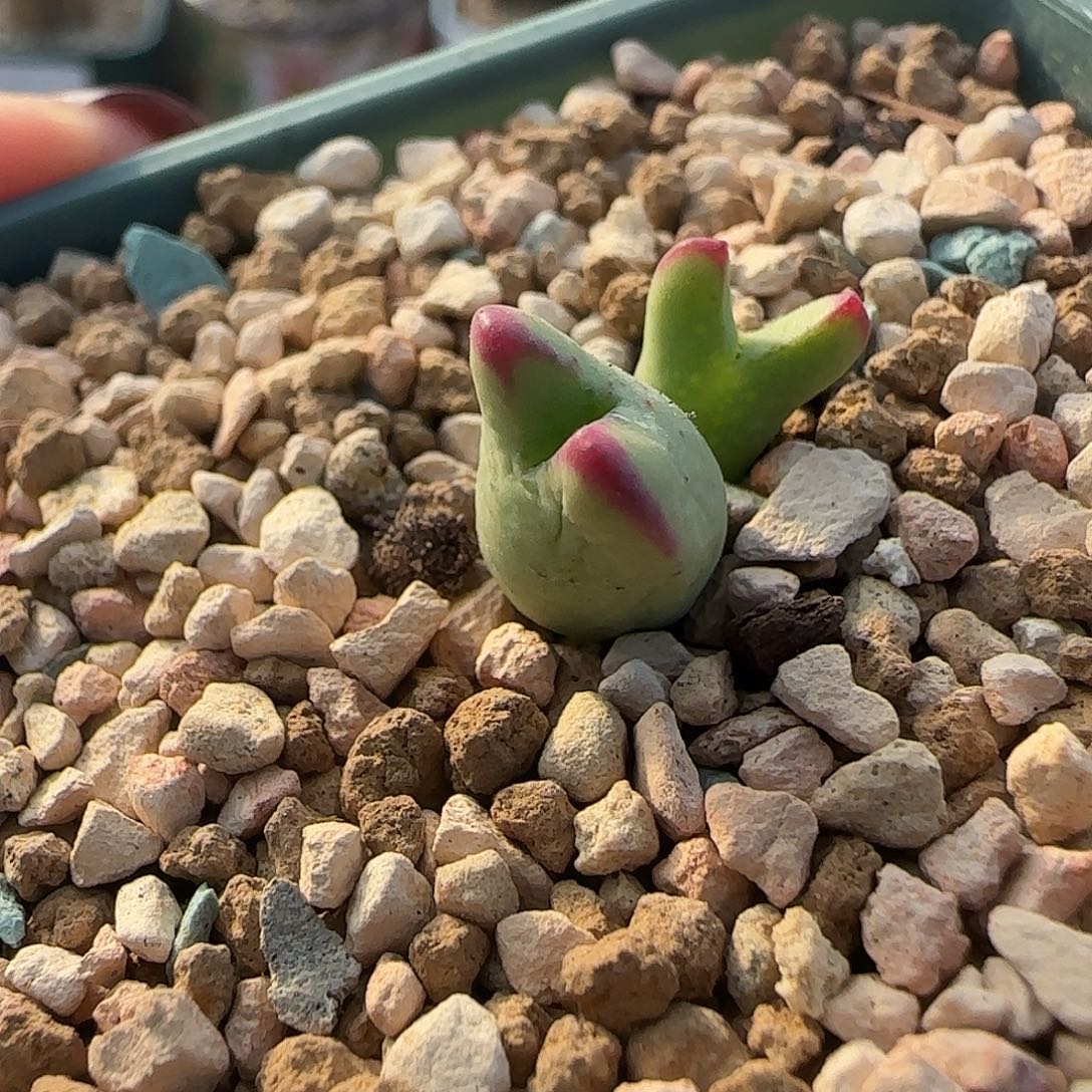 璐***️多肉植物皮卡丘特126号