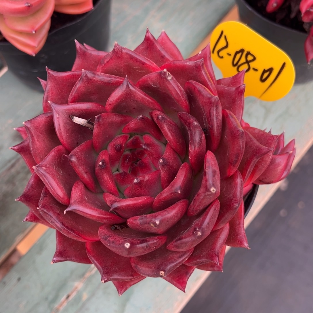 12-08-01彩色吉拉姆多肉植物