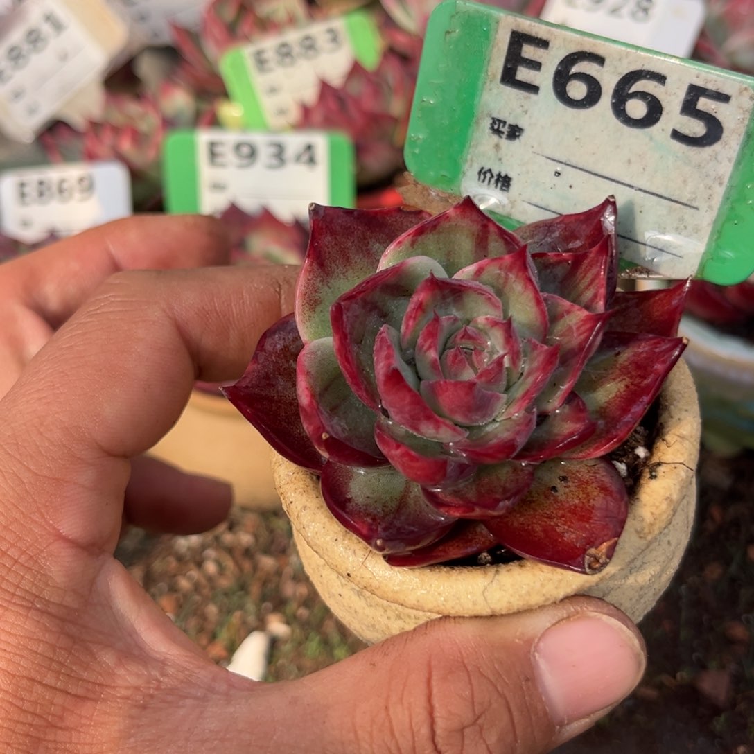 惊鸿一瞥665号多肉