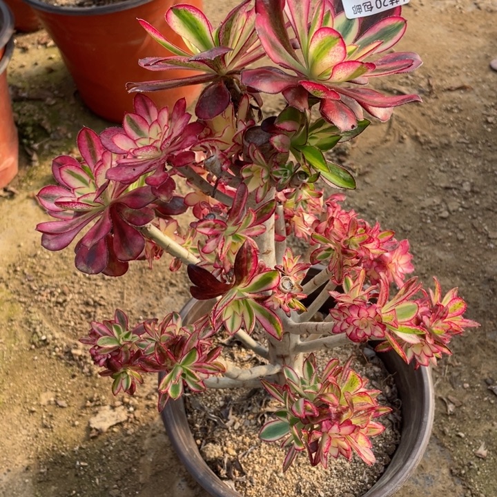 150冰淇淋有砍不包掉头12345678