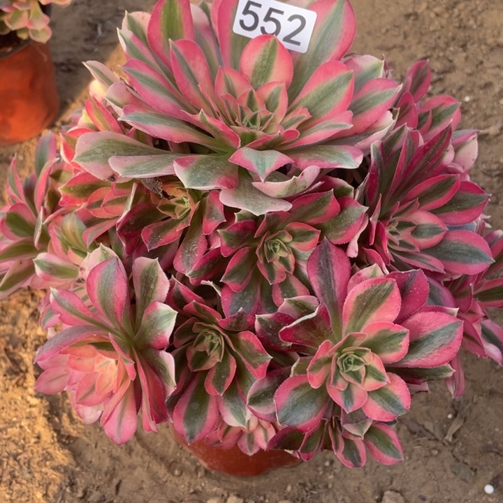 无花朵552粉女巫多肉