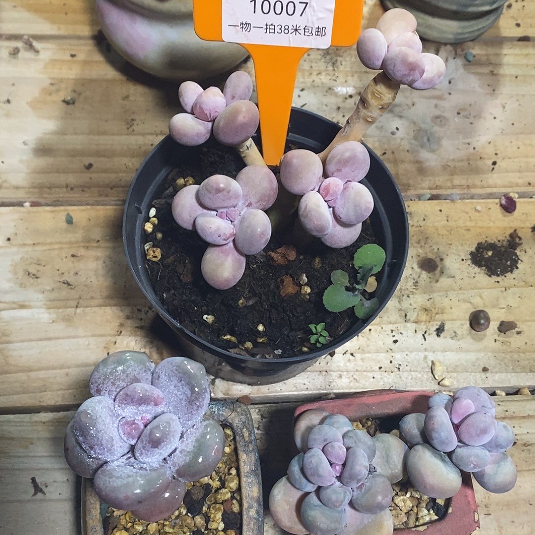 10007比赛哟夸都烧烤咯呕吐