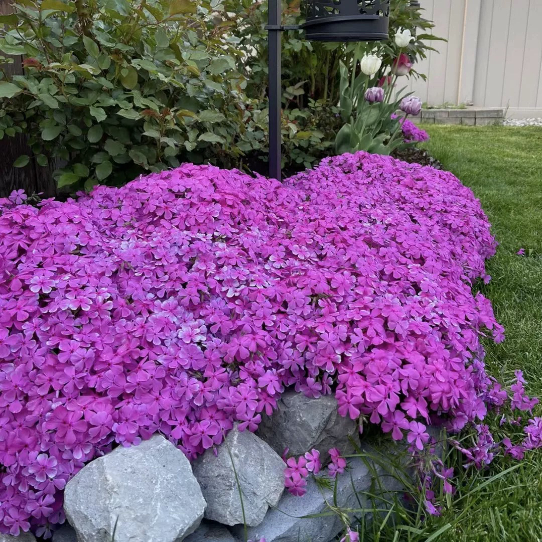 达丽尔芝樱花110盆宿根多年生福禄考阳台花园庭院花卉盆栽