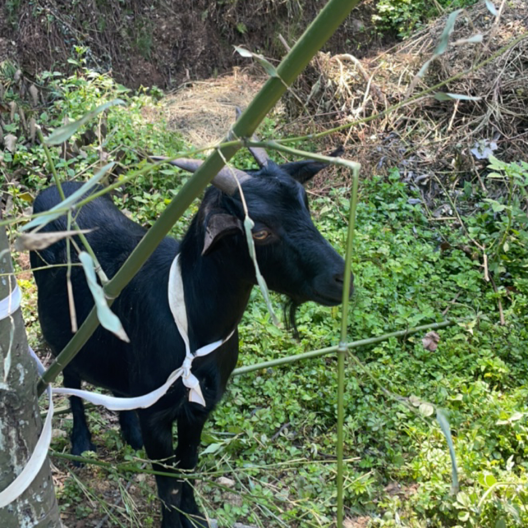 H顺丰包邮现称彝家黑山羊肉 排骨 羊肚  羊肠 腿排 前后腿 带皮 
