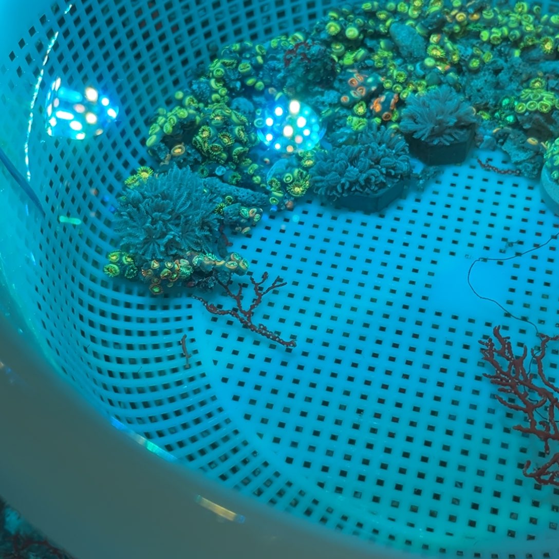 宏***院奶嘴海葵千手2222