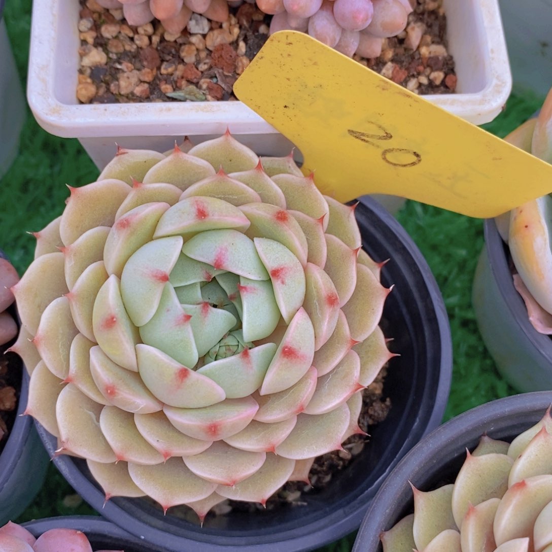 女神活动，多肉植物，一单包邮