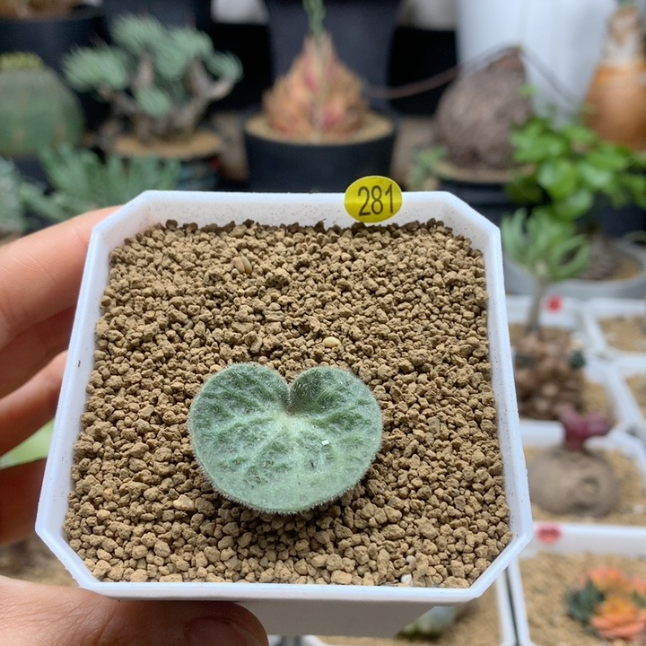 猪耳朵奇峰锦带盆281