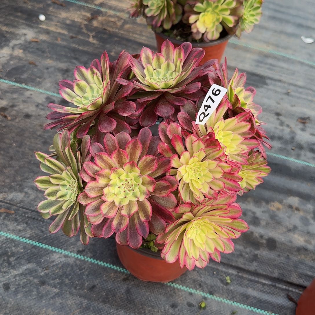 沫*、476水墨变异33冠服22左右丛林