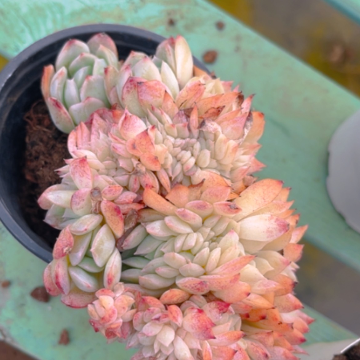 【闪购商品】莎莎缀0751