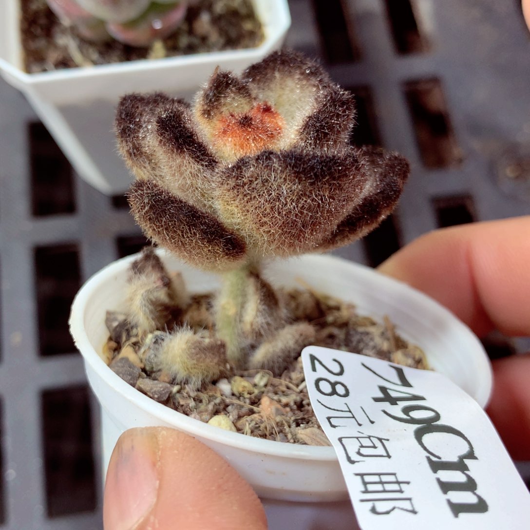 5厘米盆精控多肉749