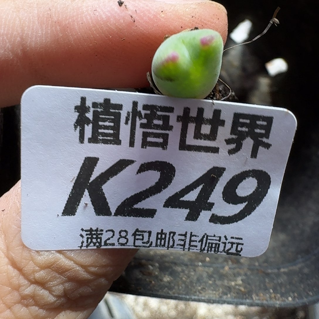 多肉植物的人生fgh