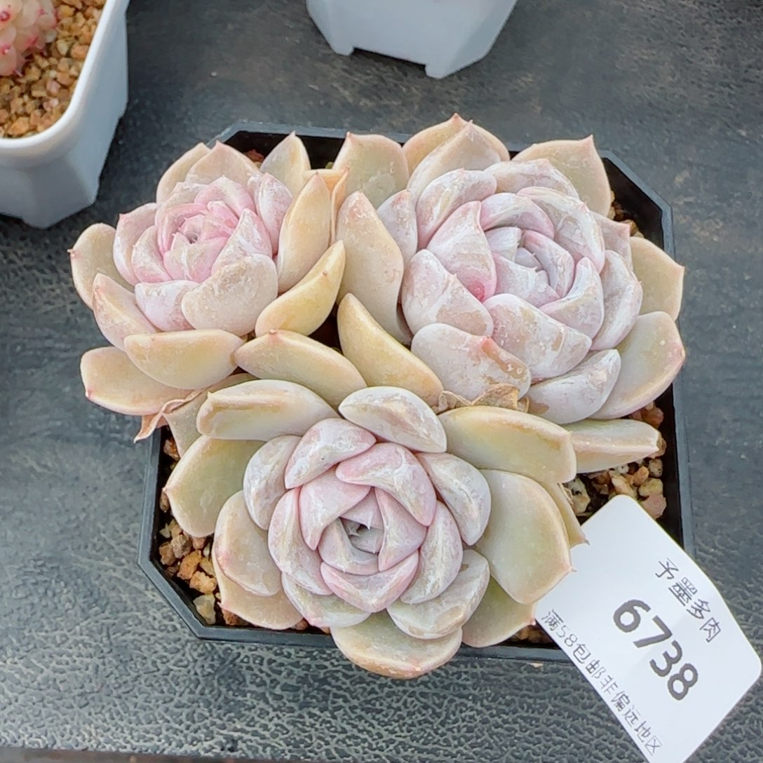 汉堡无砍，6738多肉植物