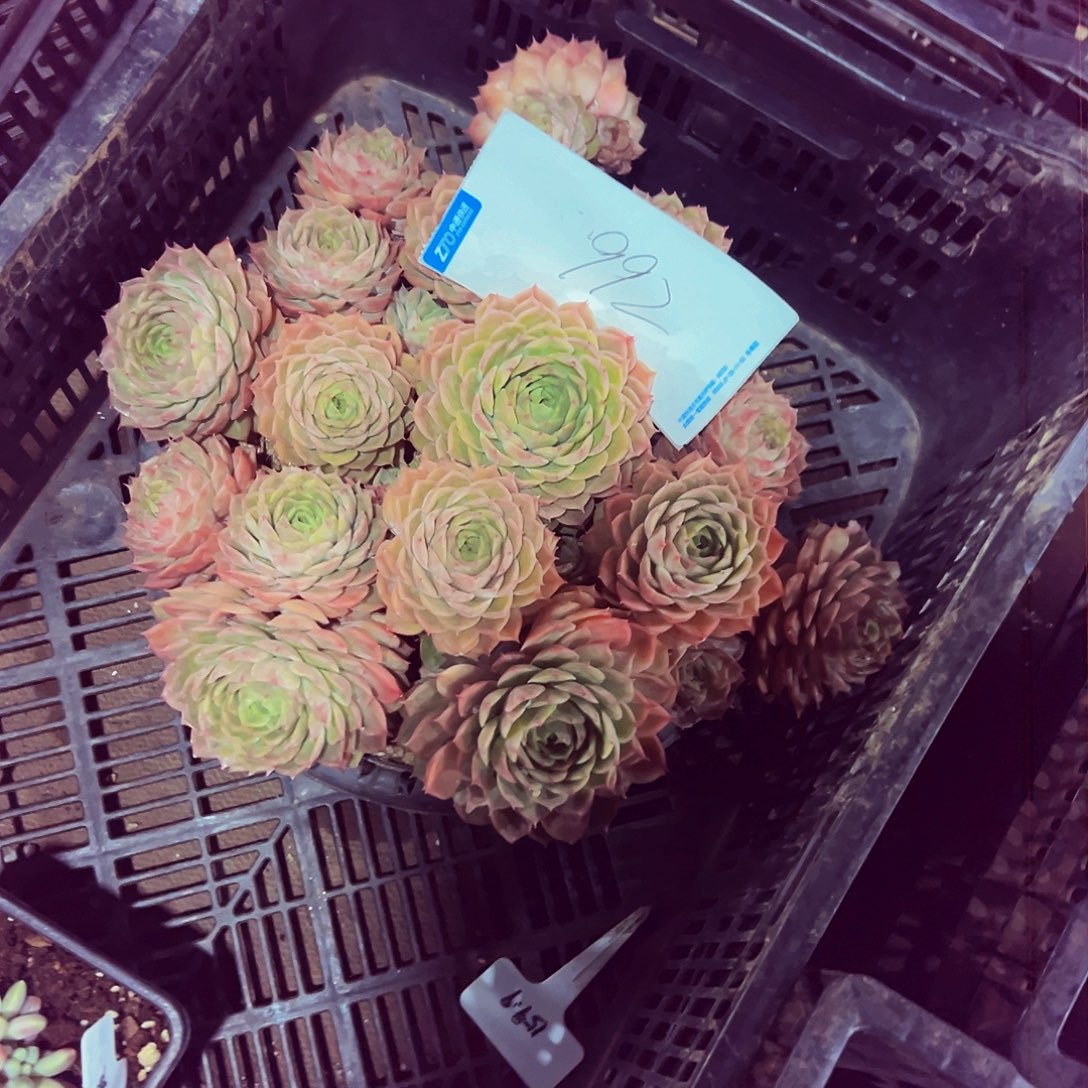 雪***飘992号一物一拍脱土包邮