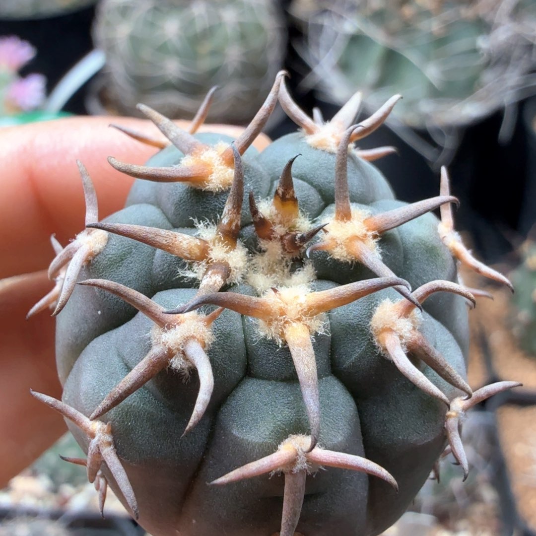 无花朵实生猫爪尺寸3.3